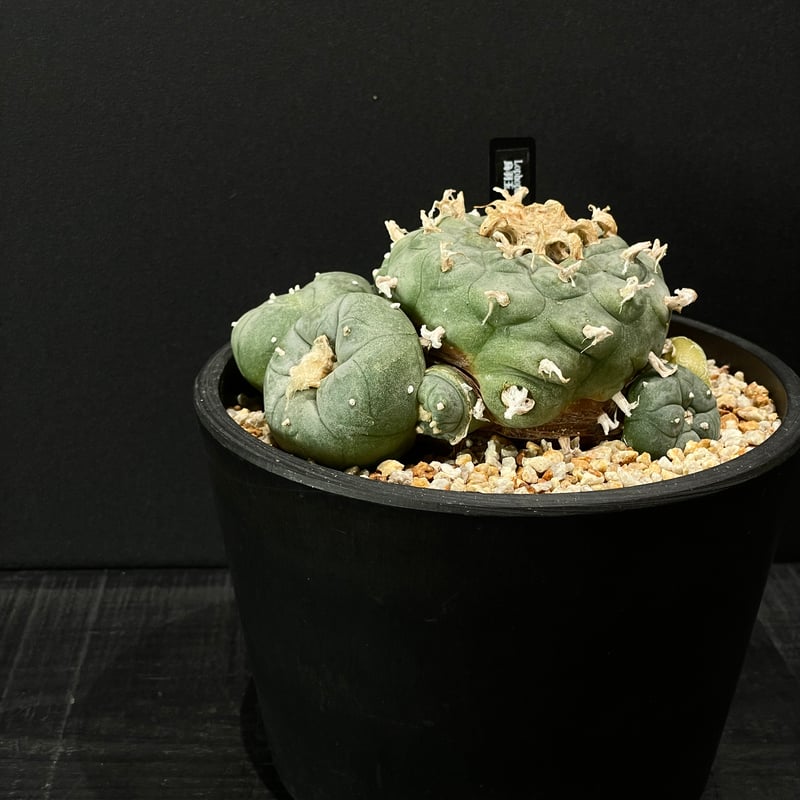 サボテン ロフォフォラ 烏羽玉 × BLACK PLASTIC POT | 最終的に