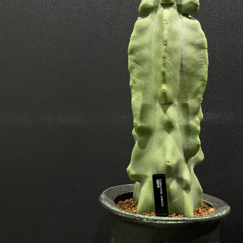 サボテン ロホセレウス 福緑寿 × 陶器鉢 | 最終的にサボテン