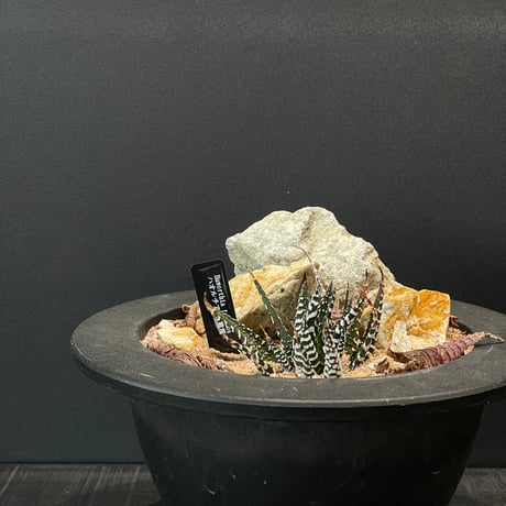 ピンクフラミンゴ　6個セット価格　ドライガーデン　ロストラータ　パリー 楽天市場】ユッカ ロストラータ（花・観葉植物｜花・ガーデン