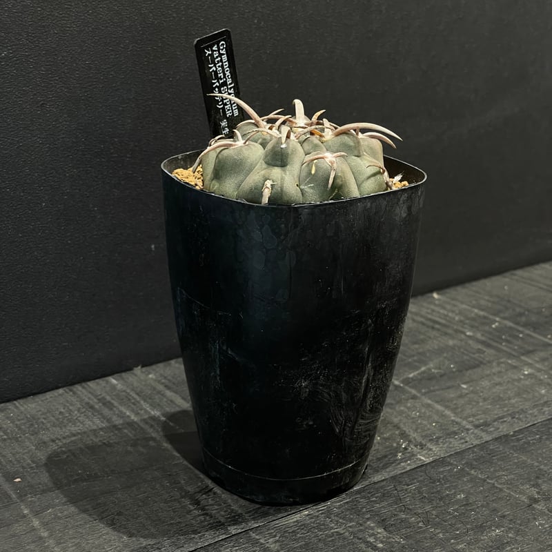 サボテン ギムノカリキウム スーパーバッテリー × プラ鉢 | 最終的に