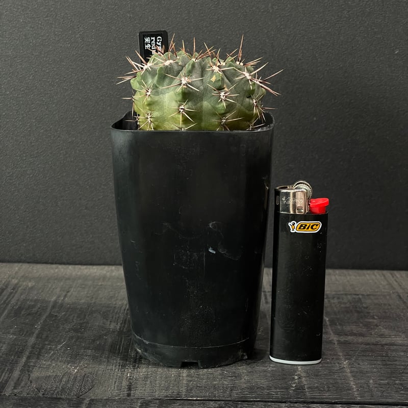 希少ギムノ】白肌扁平エスペランザエ ギムノカリキウム 太平丸 菊水 帝