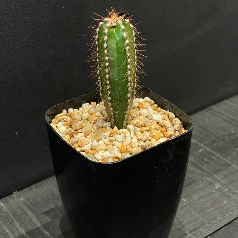 サボテン ケレウス スクリュードライバー × プラ鉢 | 最終的にサボテン