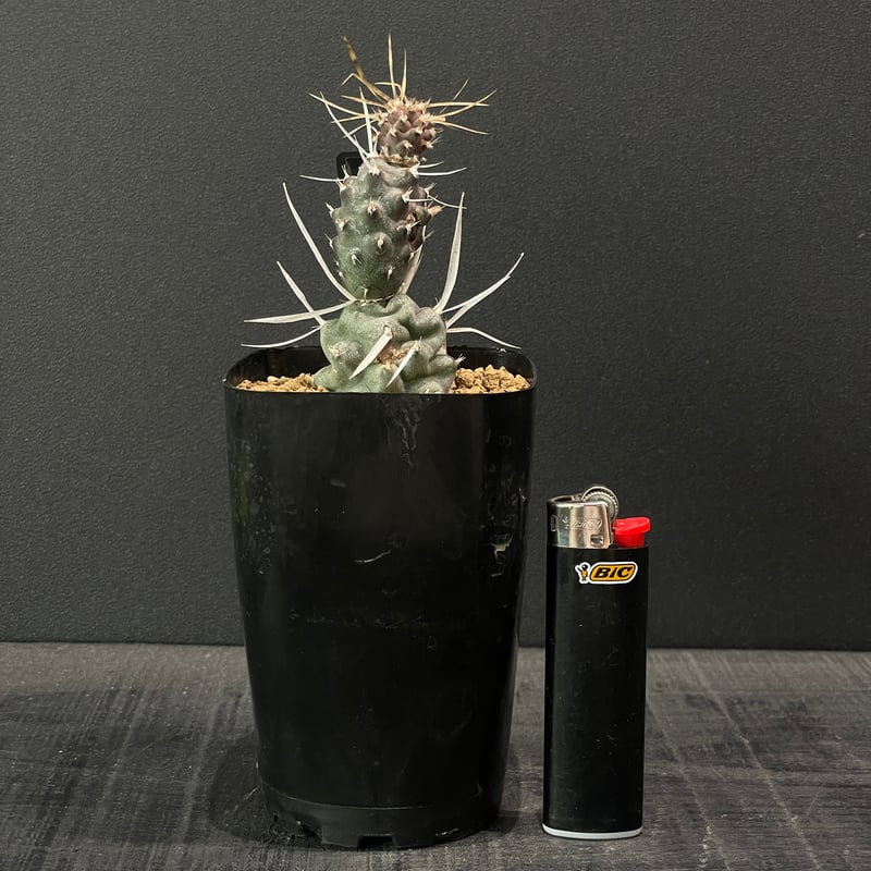 サボテン テフロカクタス 武蔵野 × プラ鉢 | 最終的にサボテン