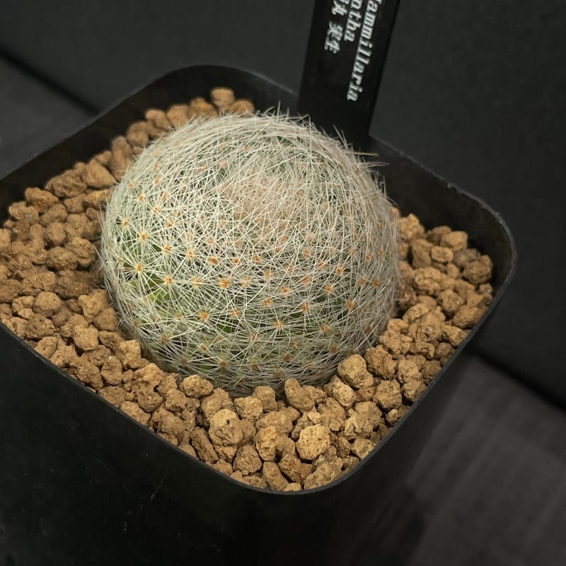 サボテン マミラリア 白絹丸 × プラ鉢 | 最終的にサボテン オンライン