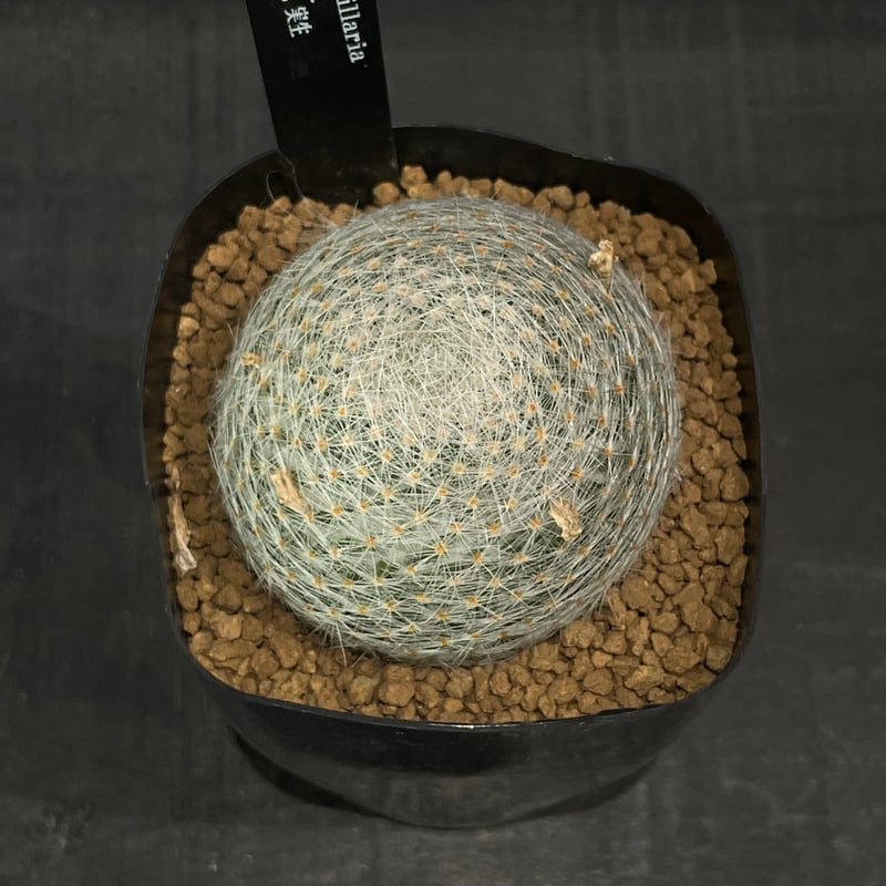 サボテン マミラリア 白絹丸 × プラ鉢 | 最終的にサボテン オンライン