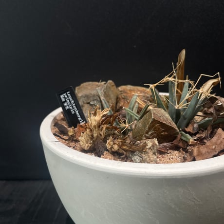 ドライガーデン | STORES