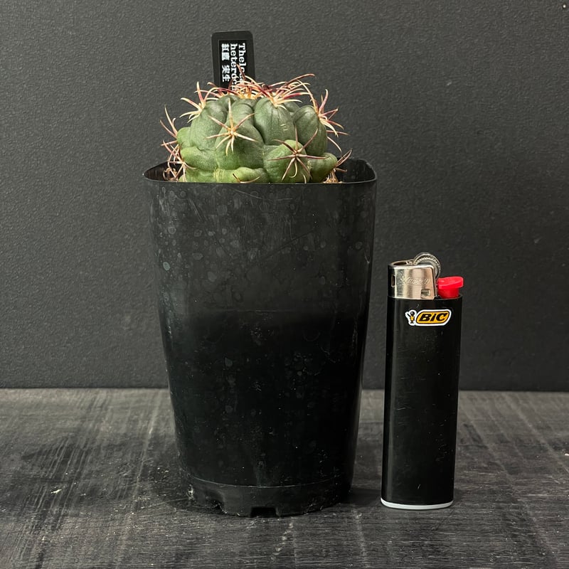 サボテン テロカクタス 紅鷹 × プラ鉢 | 最終的にサボテン オンライン