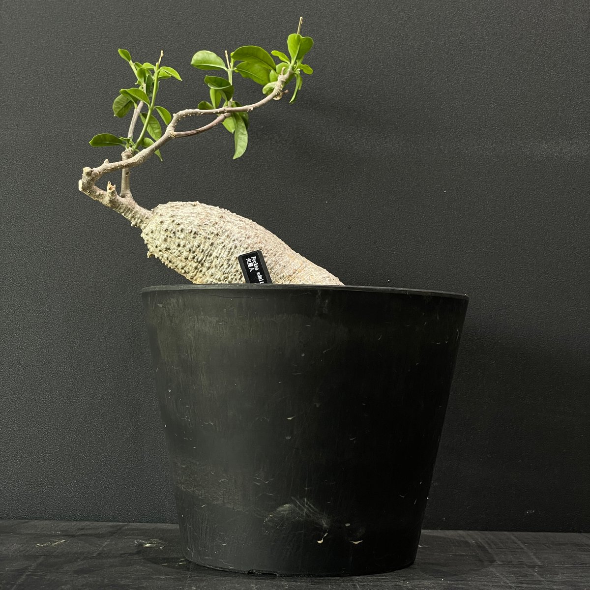 塊根植物 フォッケア エデュリス 火星人 × BLACK PLASTIC POT | 最終的