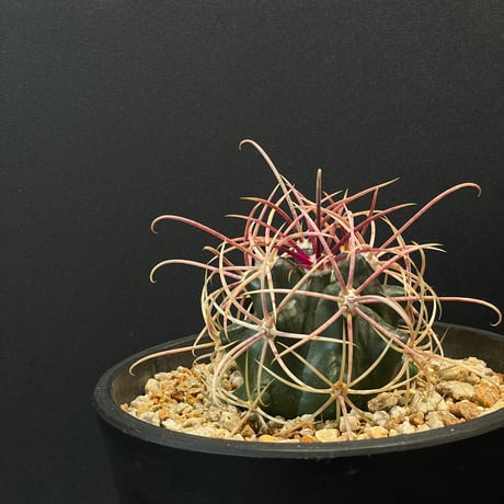 ドライガーデン | STORES