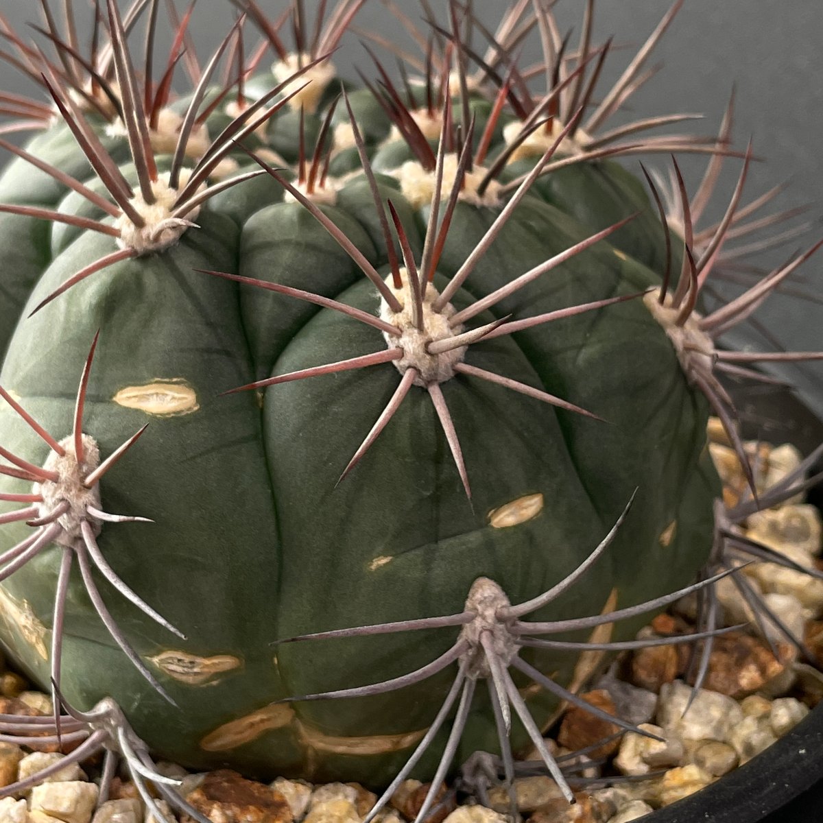 サボテン　ギムノカリキウムssp サボテン ギムノカリキウム sp. No.2 3号｜芳樹園オンラインショップ