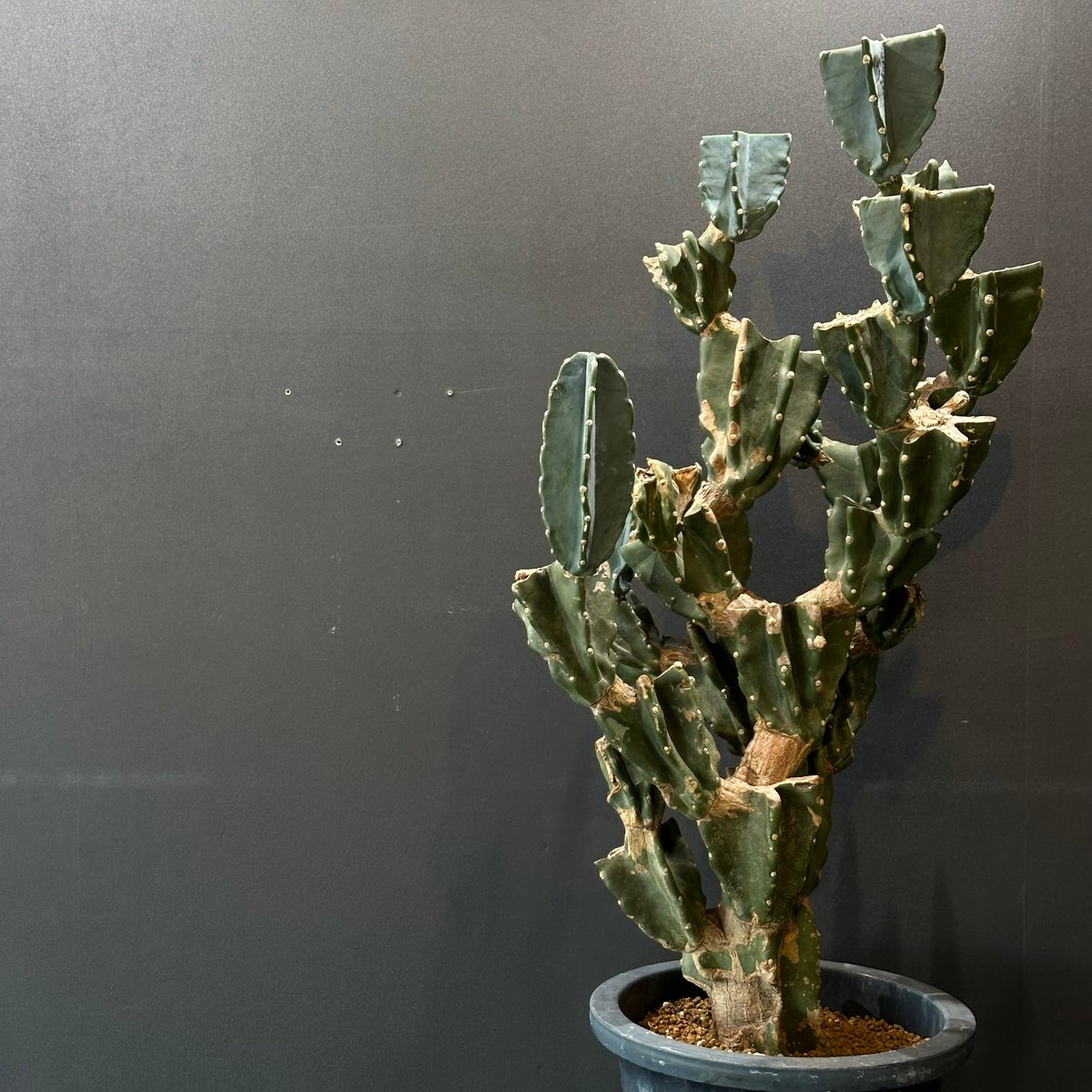 お祝いサボテン】柱サボテン 鬼面角 ブランチ ※ランダム発送 | 最終的