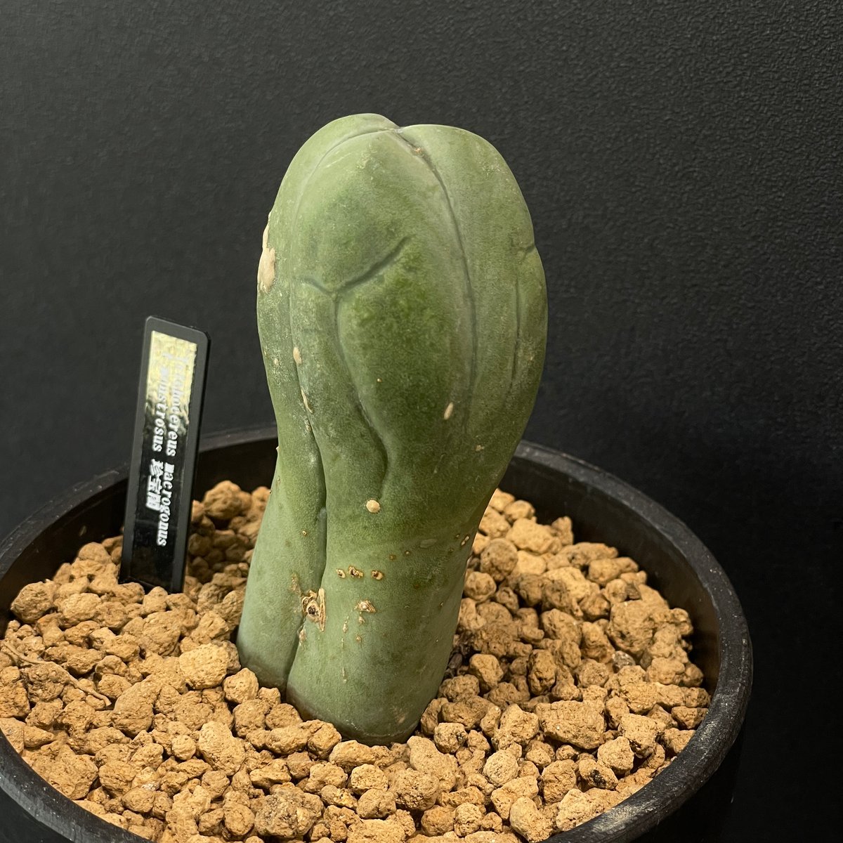 サボテン トリコケレウス 珍宝閣 × BLACK PLASTIC POT | 最終的