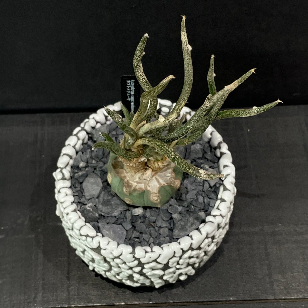 サボテン アストロフィツム カプトメデュューサ 接ぎ木 × 陶器鉢