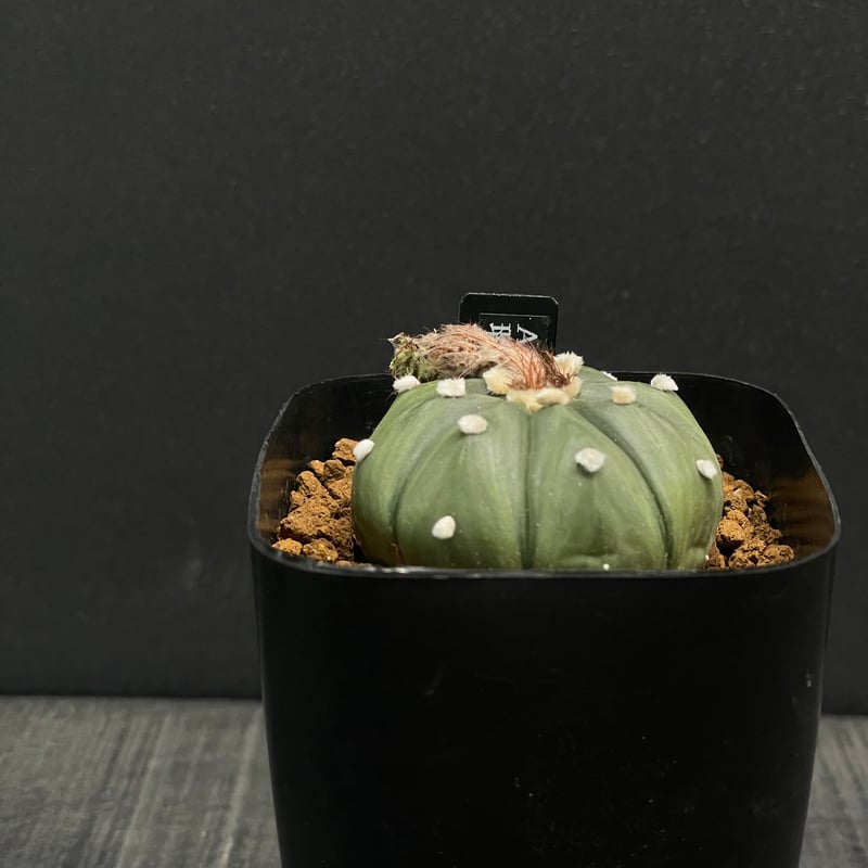 OZWRT Spirit of Astrophytum オズワート 瑠璃兜 OZWRT Spirit