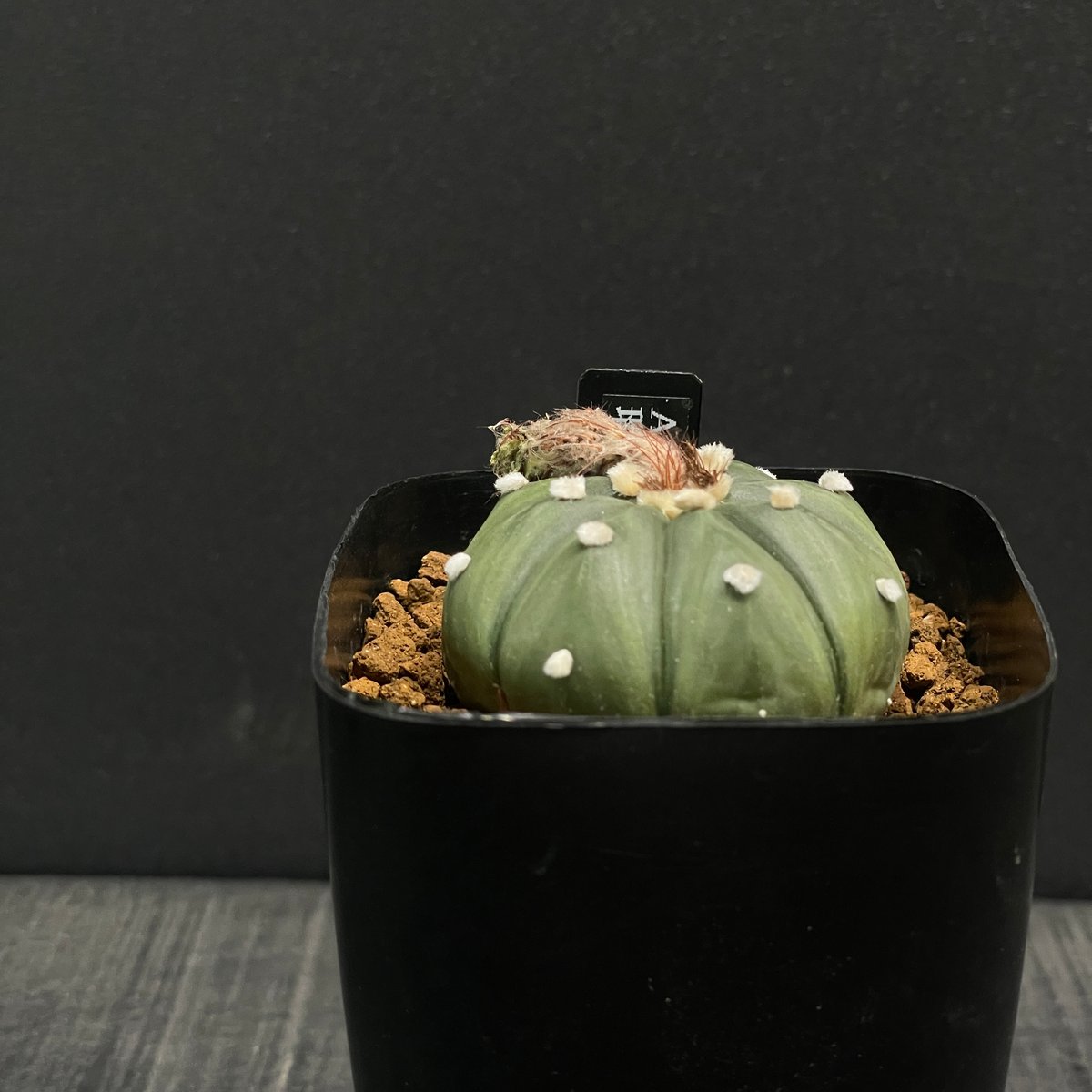 【確認用】42 rk3メキシコ輸入種子実生 墨斑瑠璃兜サボテン サボテン アストロフィツム 瑠璃兜 × プラ鉢 | 最終的にサボテン