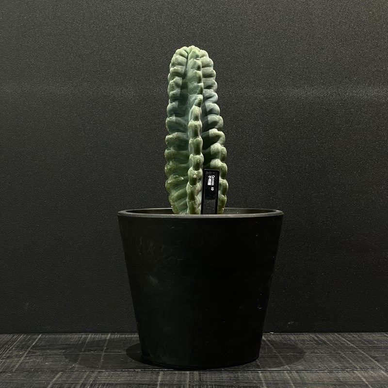 サボテン　種類不明 サボテン ケレウス 不明種 × BLACK PLASTIC POT | 最終的にサボテン