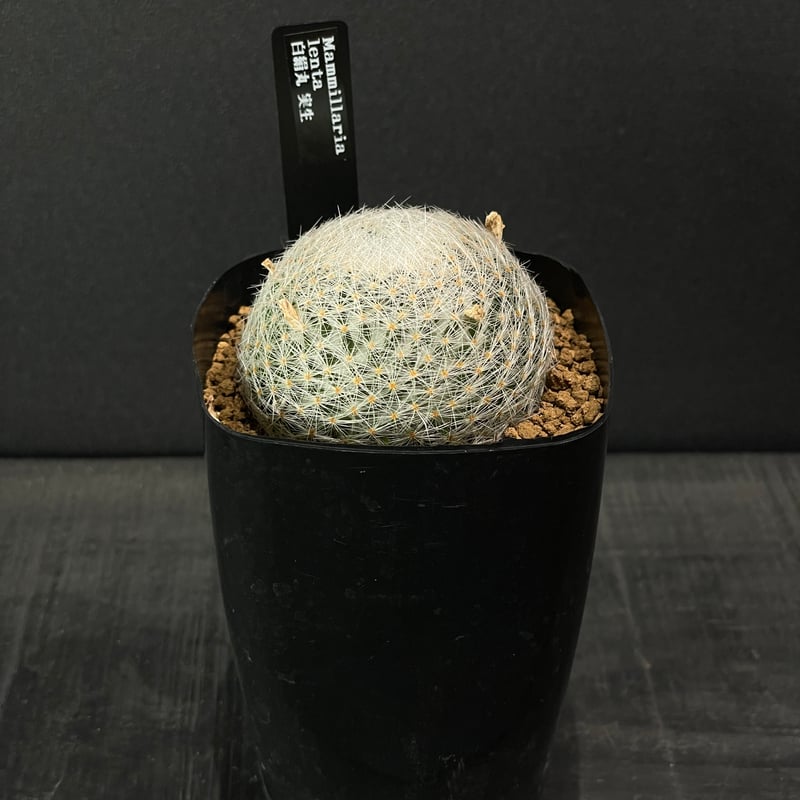 サボテン マミラリア 白絹丸 × プラ鉢 | 最終的にサボテン オンライン