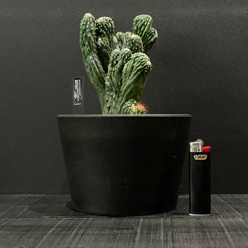 カクタス角田様ブラック一枚 KALAダストボックス 角 ブラック | 商品情報 | KOKUBO 小久保工業所