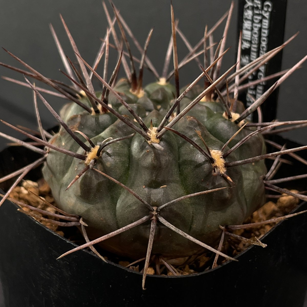 サボテン ギムノカリキウム 大型鬼胆丸 × プラ鉢 | 最終的に