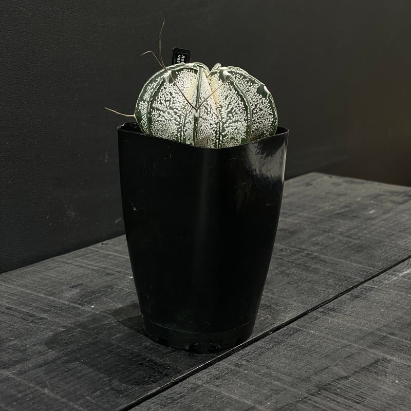 サボテン アストロフィツム 白瑞鳳玉 × プラ鉢 | 最終的にサボテン