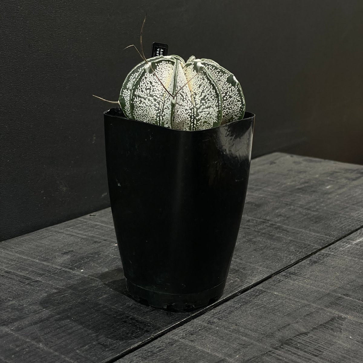 アストロフィツム 白瑞鳳玉 4号プラ鉢 国内実生 白瑞鳳玉 4号プラ鉢 国内実生 アストロフィツム 白瑞鳳玉 4