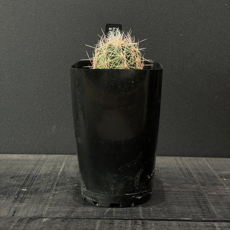 サボテン テロカクタス 五色大統領 × プラ鉢 | 最終的にサボテン