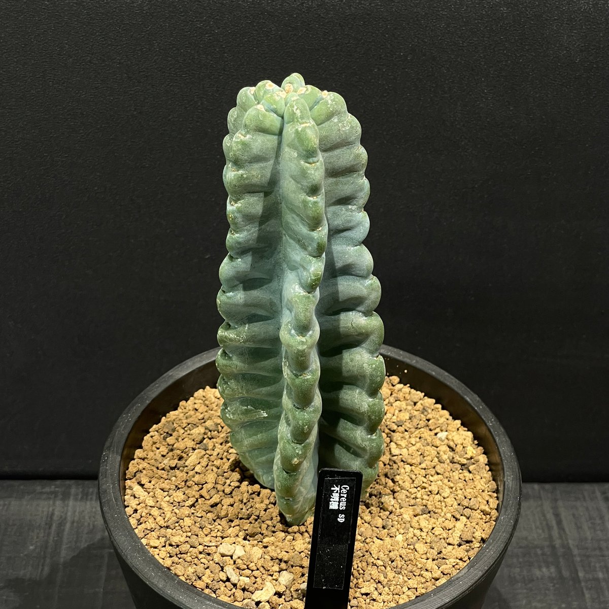 サボテン　種類不明 サボテン ケレウス 不明種 × BLACK PLASTIC POT | 最終的にサボテン