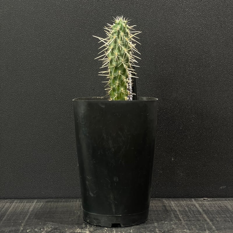 サボテン キリンドロプンチア 松嵐 × プラ鉢 | 最終的にサボテン