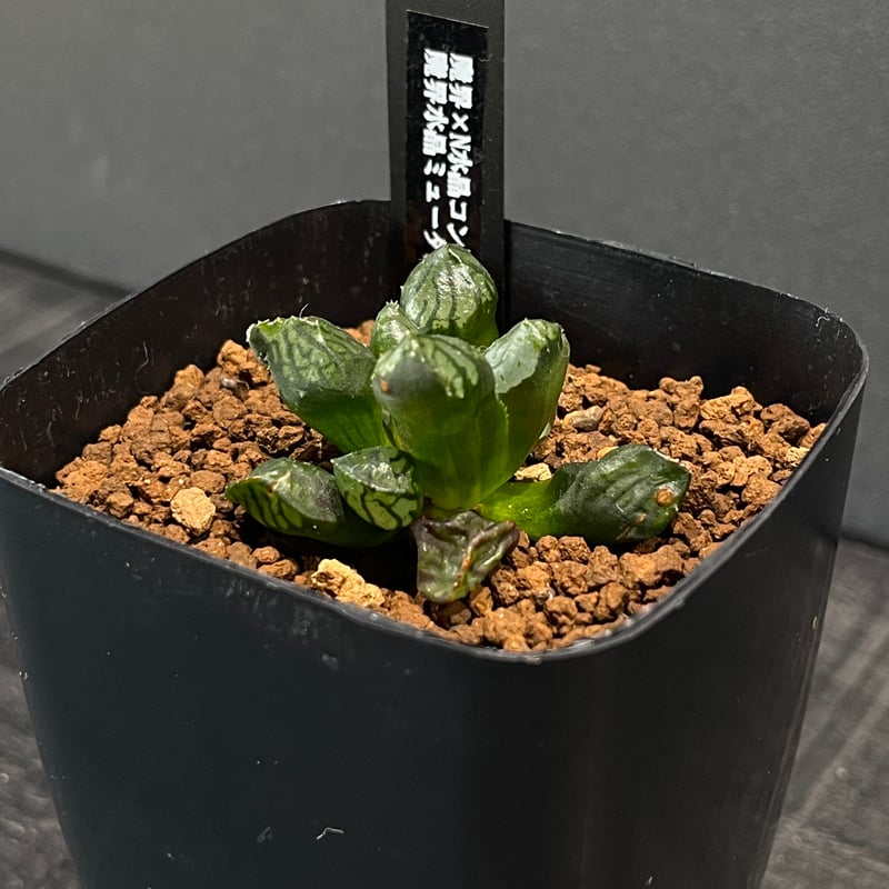 多肉植物 ハオルチア 魔界水晶ミュータント × プラ鉢 | 最終的に
