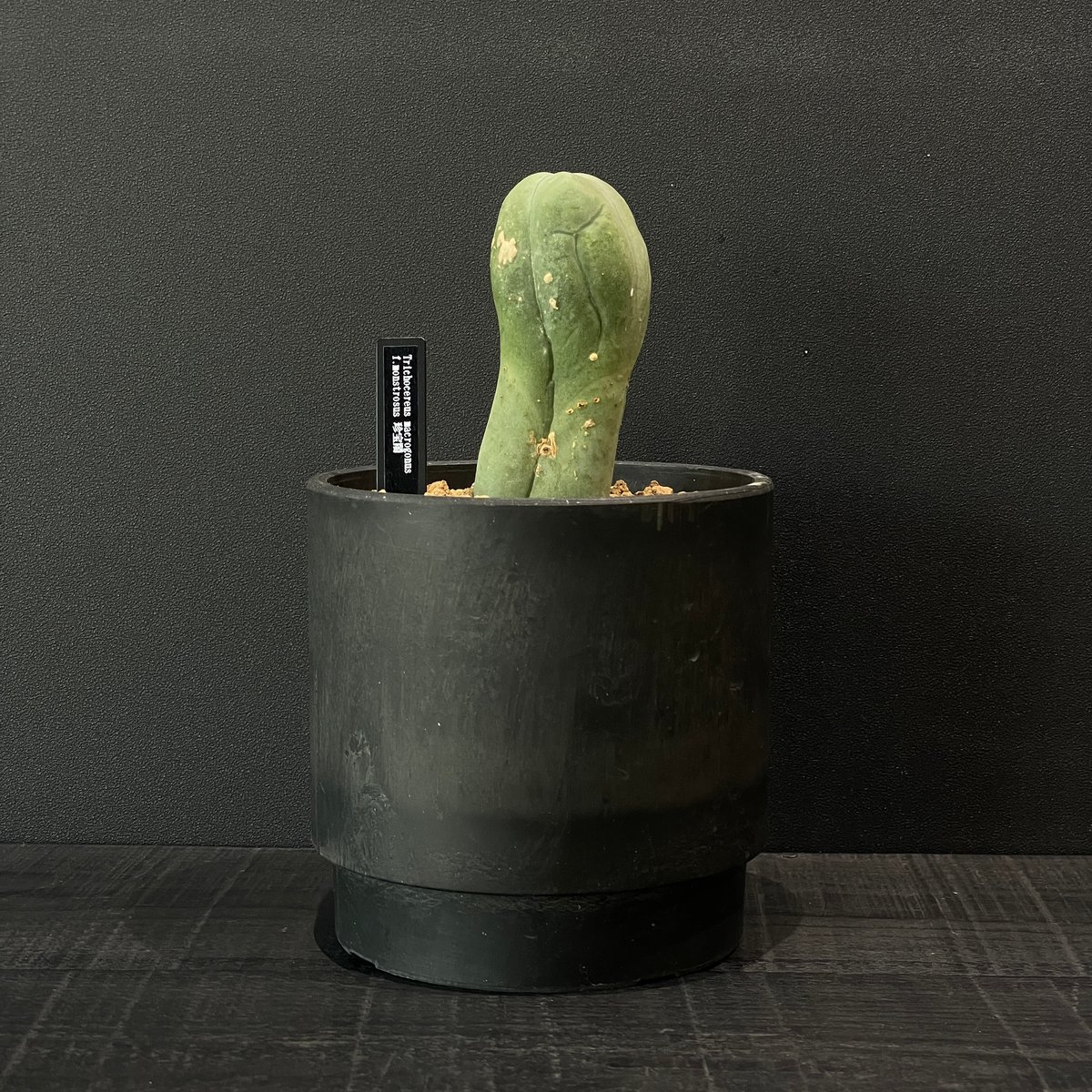 サボテン トリコケレウス 珍宝閣 × BLACK PLASTIC POT | 最終的