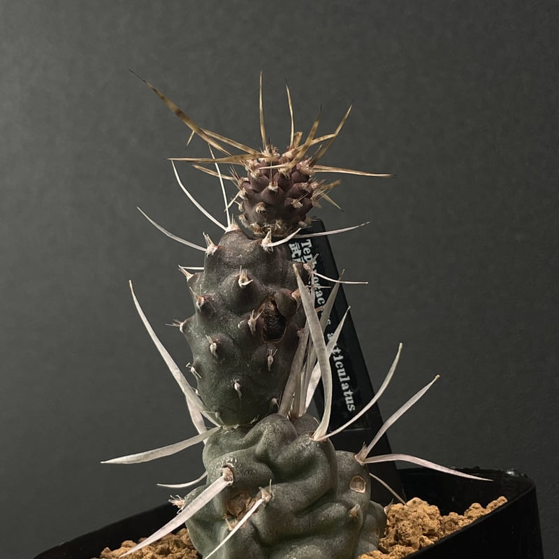 サボテン テフロカクタス 武蔵野 × プラ鉢 | 最終的にサボテン