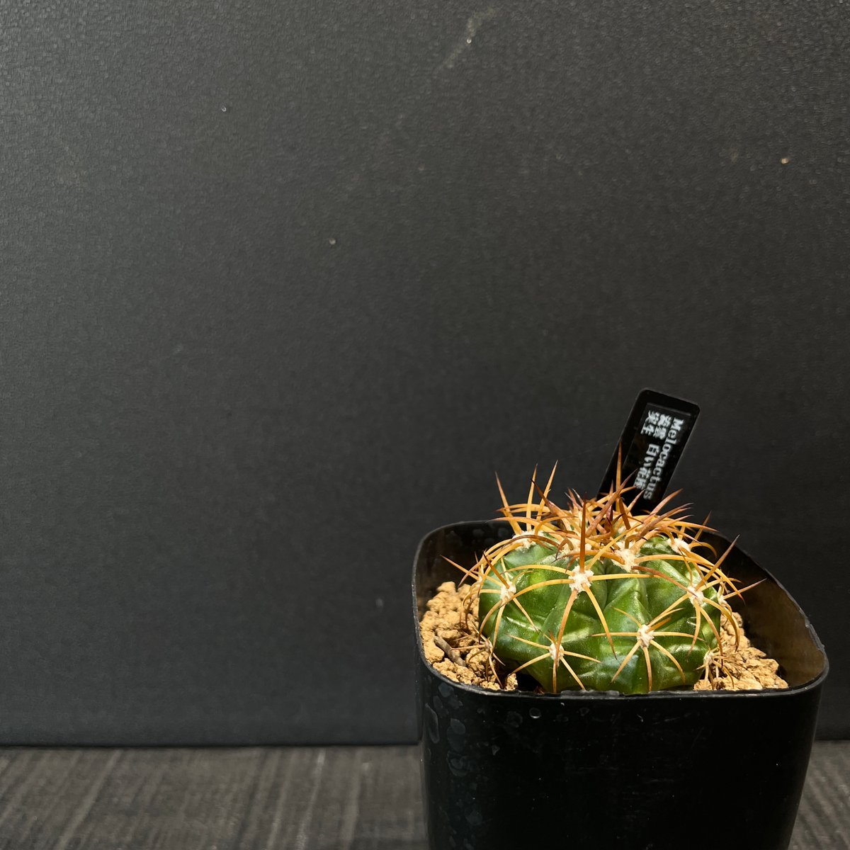 サボテン メロカクタス 流雲 × プラ鉢 | 最終的にサボテン オンライン