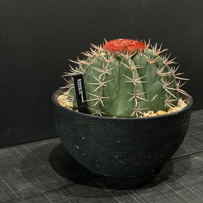 サボテン メロカクタス クルビスピナス × 樹脂鉢 | 最終的にサボテン