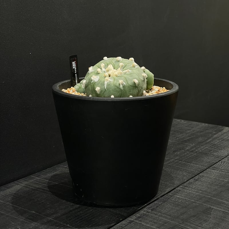 サボテン ロフォフォラ 烏羽玉 × BLACK PLASTIC POT | 最終的に