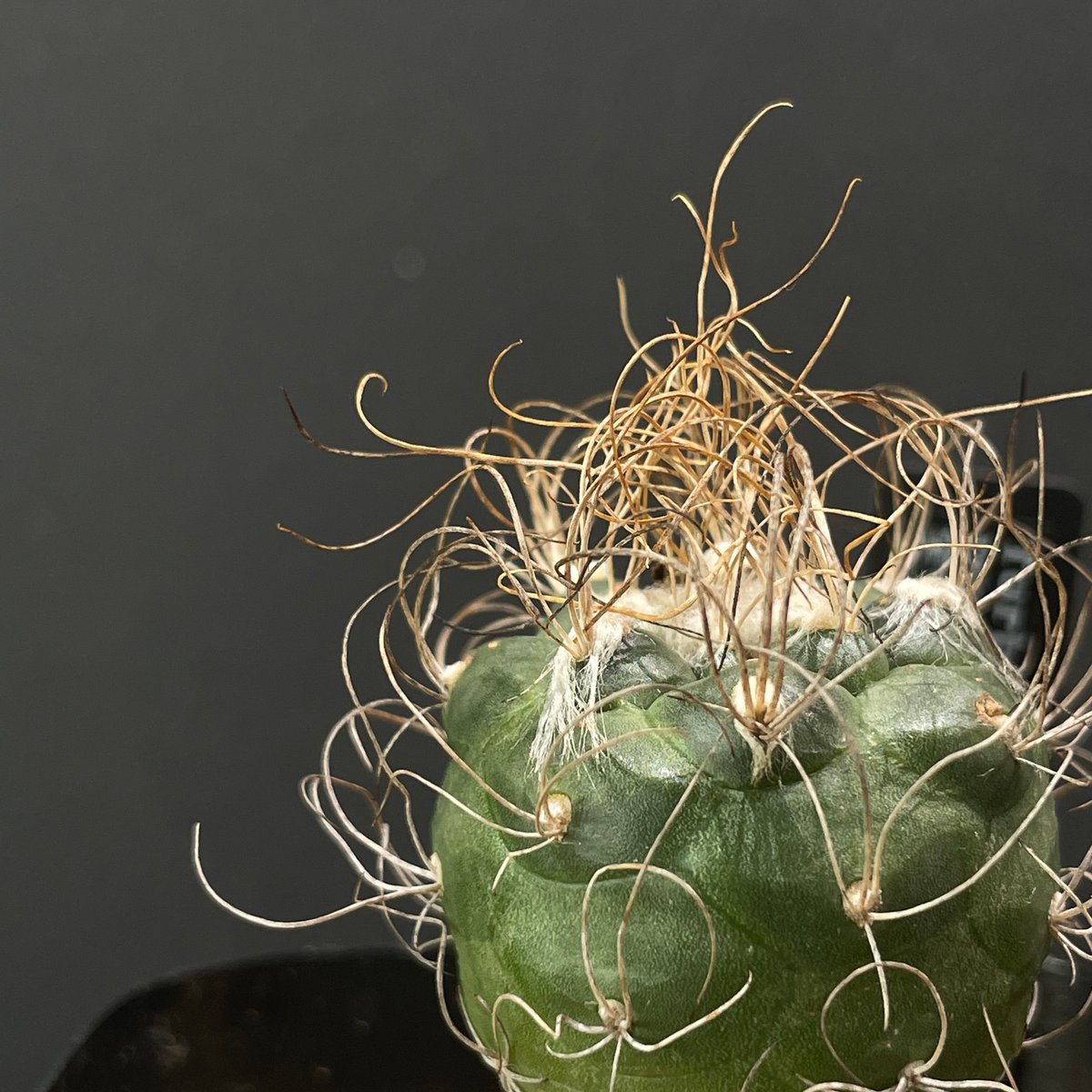 サボテン ツルビニカルプス 長城丸 × プラ鉢 | 最終的にサボテン