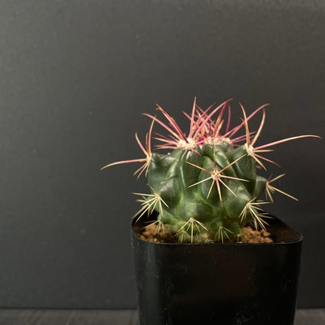 フェロカクタス | STORES