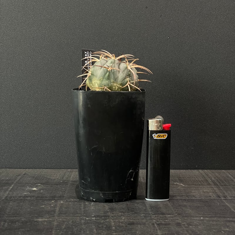 サボテン ギムノカリキウム 天平丸 × プラ鉢 | 最終的にサボテン