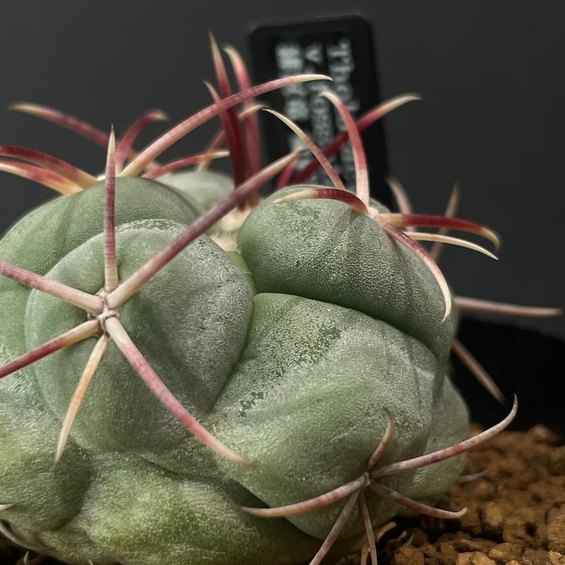 サボテン テロカクタス 緋冠竜 × プラ鉢 | 最終的にサボテン