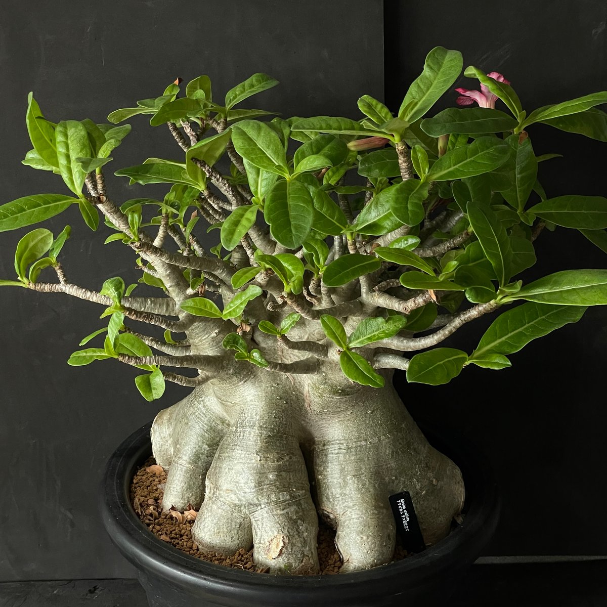 塊根植物 アデニウム アラビカム（タコ足仕立て） × プラ鉢 | 最終的に