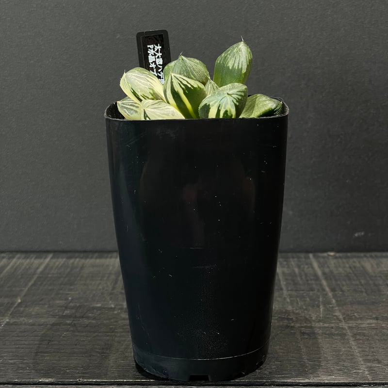 多肉植物 ハオルチア P水晶オブツーサ錦 × プラ鉢 | 最終的に