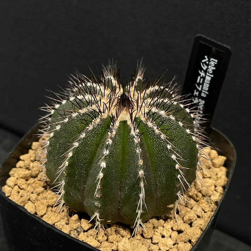 サボテン ユーベルマニア ペクチニフェラ × プラ鉢 | 最終的にサボテン