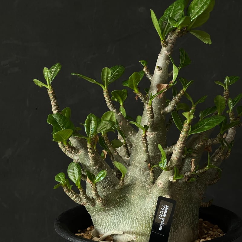 塊根植物 アデニウム アラビカム × プラ鉢 | 最終的にサボテン