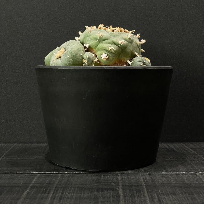 サボテン ロフォフォラ 烏羽玉 × BLACK PLASTIC POT | 最終的に