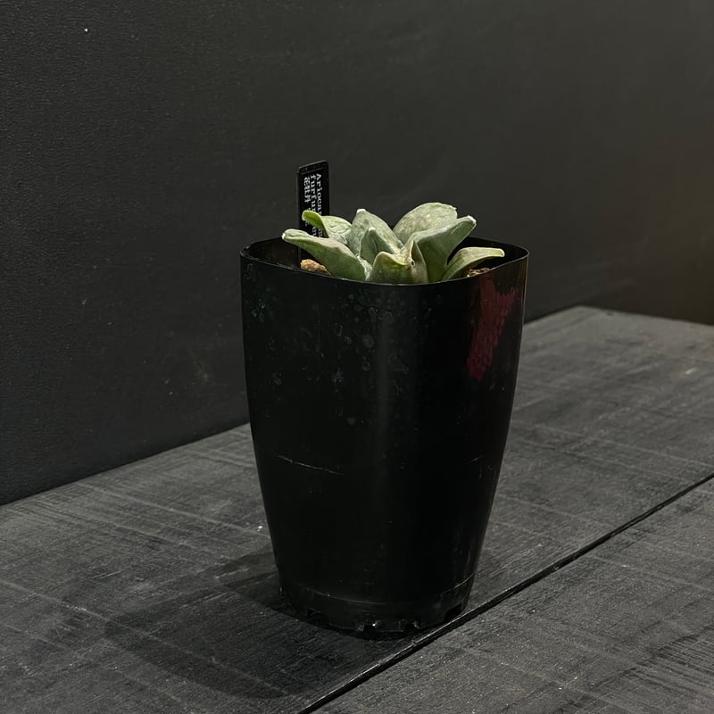 サボテン　アリオカルプス　花牡丹、国内繁殖株 c*e様 サボテン アリオカルプス 花牡丹、国内繁殖株