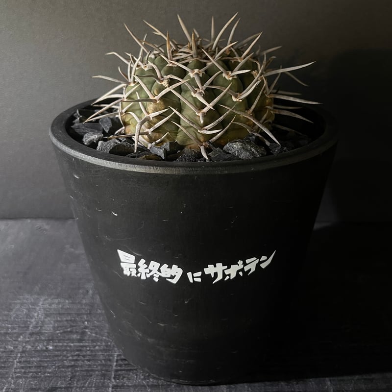 Gymnocalycium vatteri ギムノカリキウム強刺バッテリー | 最終的に