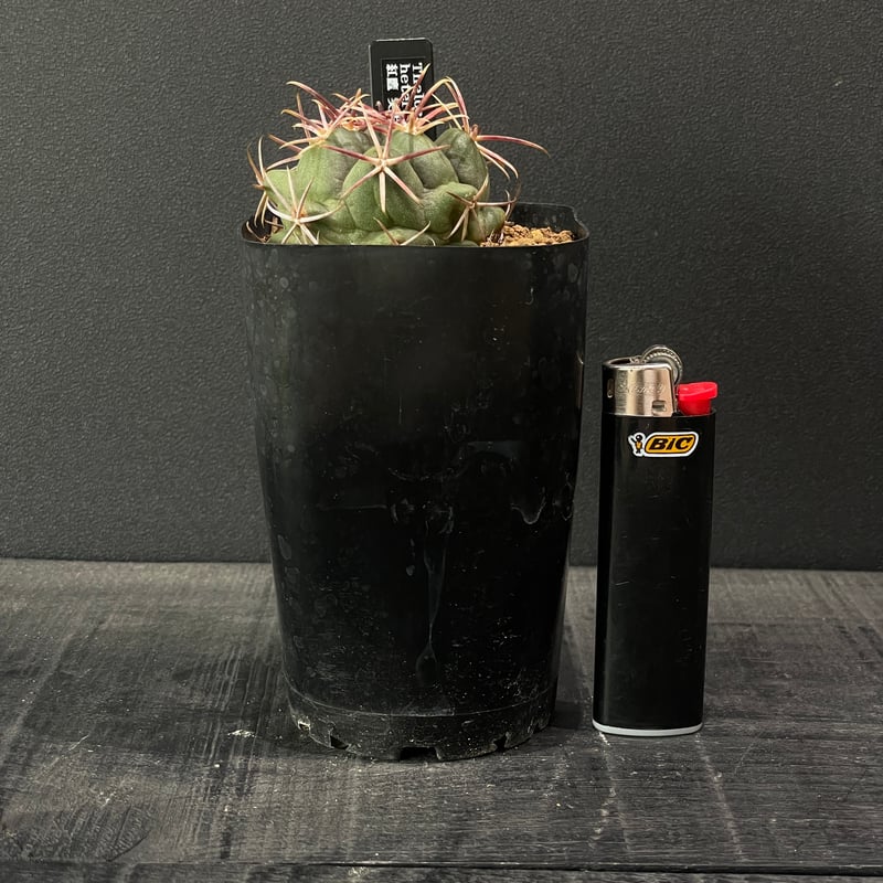 サボテン テロカクタス 紅鷹 × プラ鉢 | 最終的にサボテン