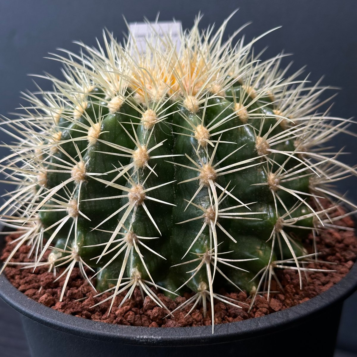 樹齢50年以上 特大 金鯱サボテン 送料負担 ゆうぽん 樹齢50年以上