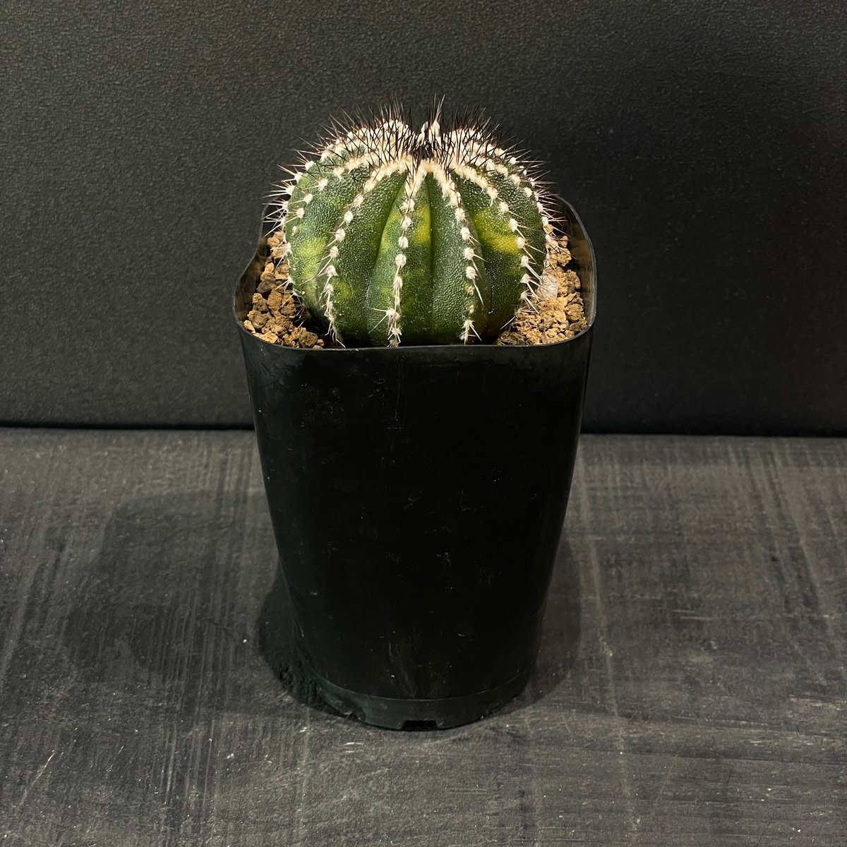 ペクチニフェラ錦　実生 ☆特価☆サボテン：ユーベルマニア ペクチニフェラ錦 自根*幅8cm