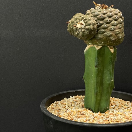 コピアポア | STORES