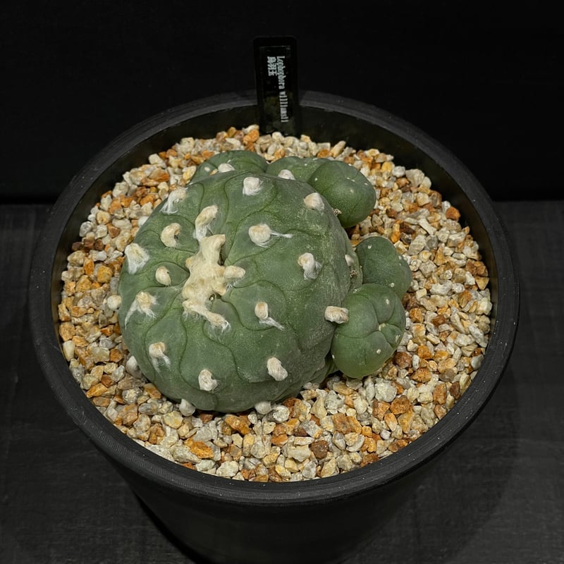 サボテン ロフォフォラ 烏羽玉 × BLACK PLASTIC POT | 最終的に